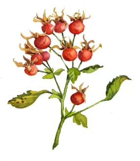 Rosehips Tea