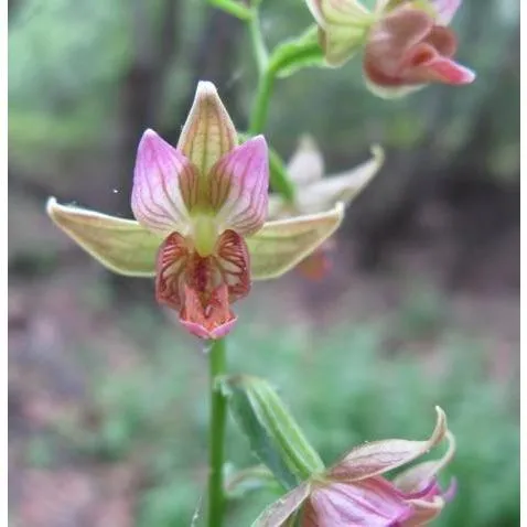 Stream Orchid Pituitary Master Flower Essence